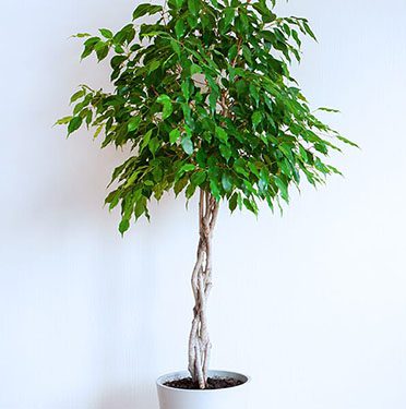 Ficus benjamina 'Daniella'