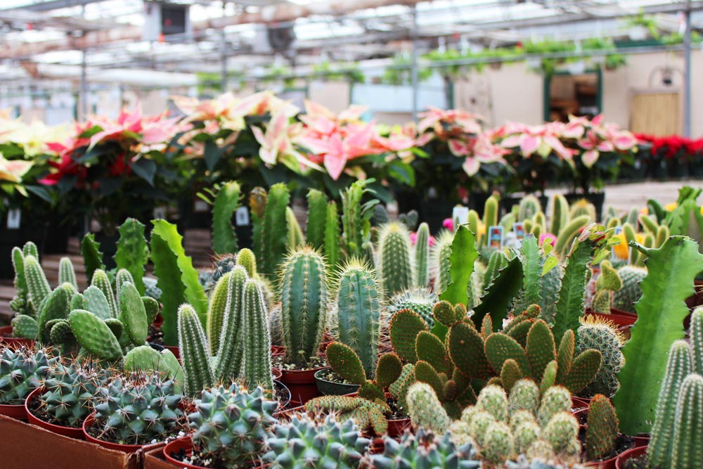 Platt Hill Nursery assorted cacti in a greenhouse