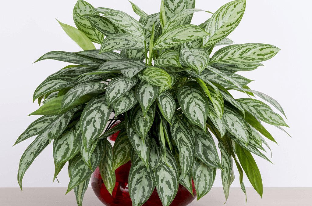 Chinese Evergreen Essentials and Symbolism