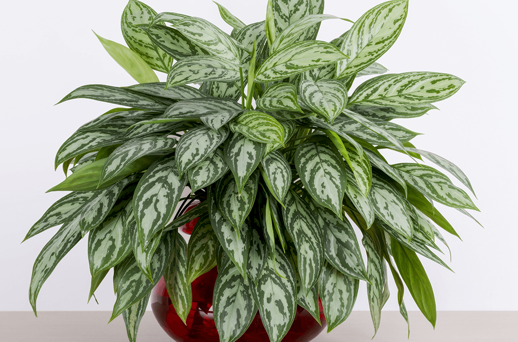 Platt Hill Nursery chinese evergreen indoor plant