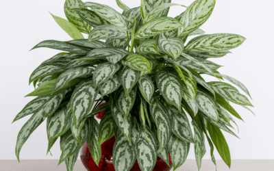 Chinese Evergreen Essentials and Symbolism