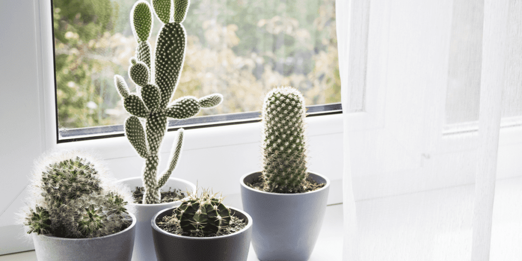 Platt Hill Nursery indoor cacti by window