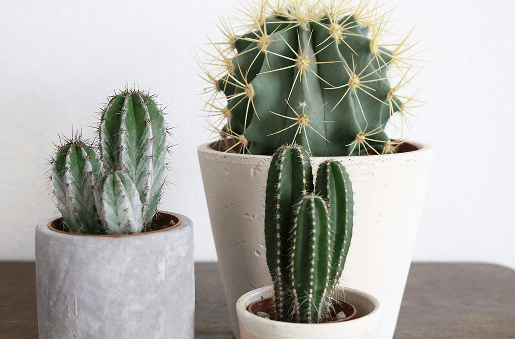 17 Different Types of Cactus Plants You Can Grow Indoors