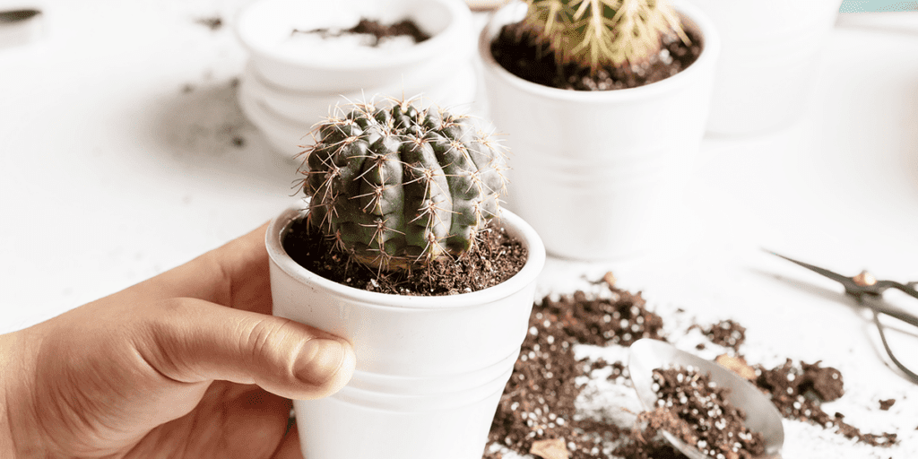 Platt Hill Nursery repotting indoor cactus