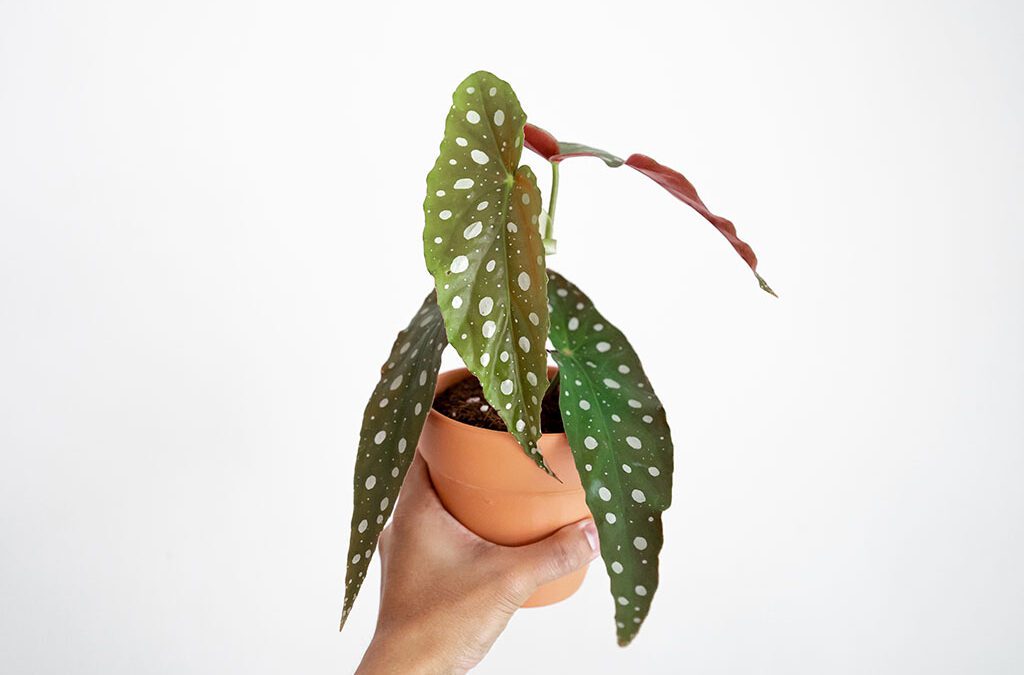 How to Grow Begonias as a Houseplant - Platt Hill Nursery - Blog & Advice