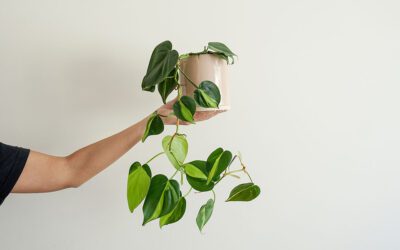 Our Favorite Trailing Houseplant