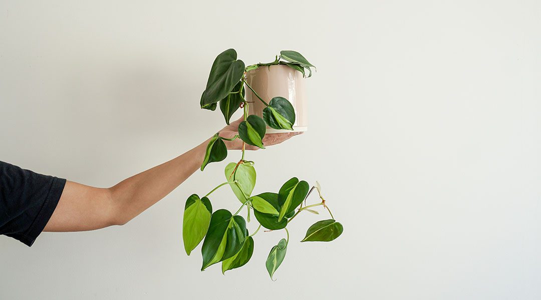 Our Favorite Trailing Houseplant