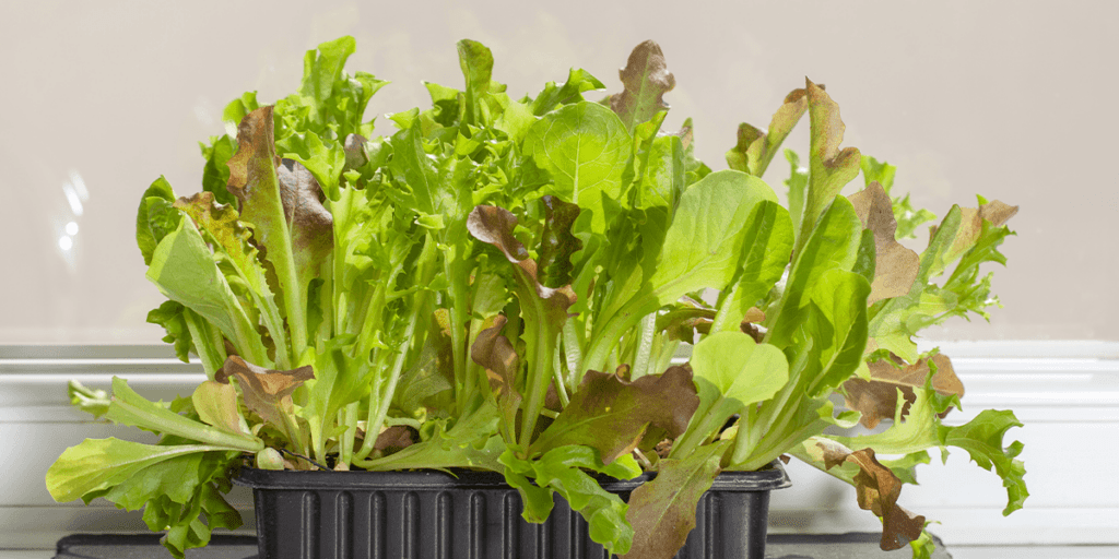 Platt Hill Nursery - growing lettuce in the kitchen
