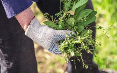 Beat Weeds Before They Begin