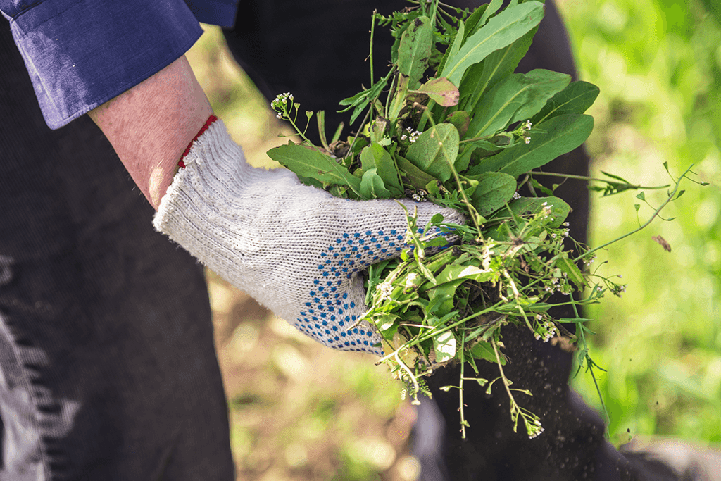 Beat Weeds Before They Begin 