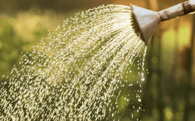 What to Look For When Choosing a Watering Can