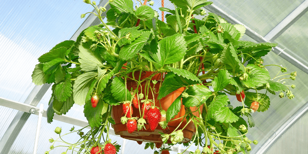Platt Hill Nursery - Strawberry hanging basket