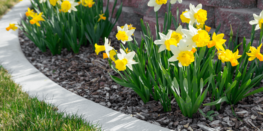 Platt Hill Nursery - Daffodils in the garden for color