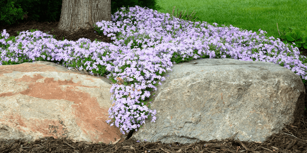 How To Incorporate Creeping Phlox Into Your Landscape Platt Hill