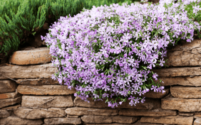 How to Incorporate Creeping Phlox into Your Landscape