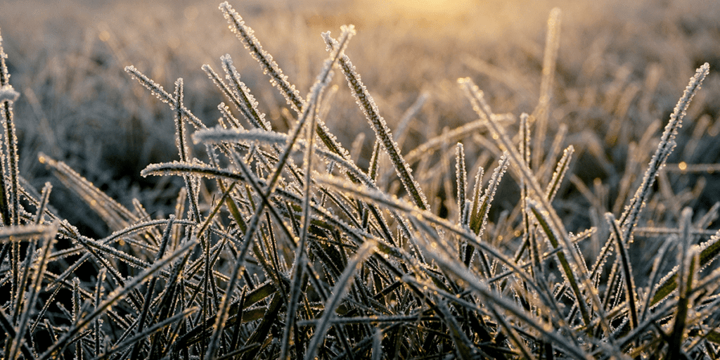 Platt Hill Nursery - frost covered grass