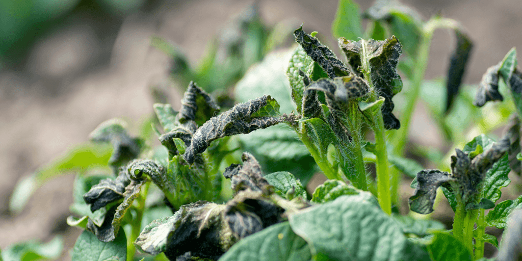 Platt Hill Nursery - frost damaged plant