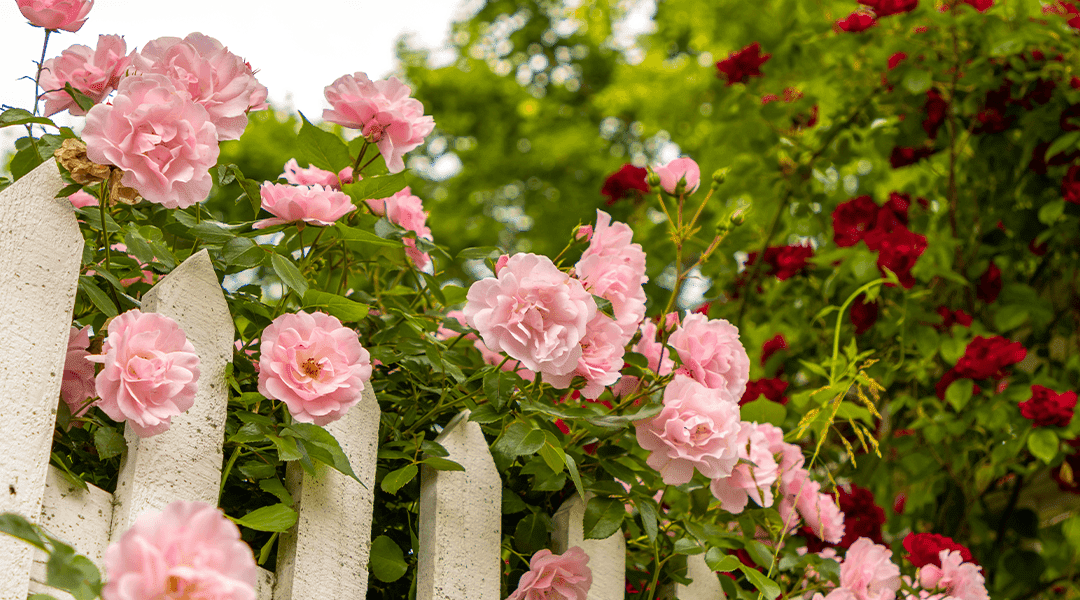 Why Your Roses Aren’t Blooming: 10 Common Problems (and How to Fix Them)