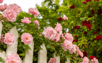 Why Your Roses Aren’t Blooming: 10 Common Problems (and How to Fix Them)