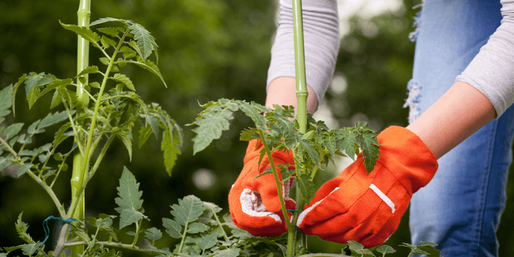 Platt Hill Nursery - staking tomato plants with twist tie