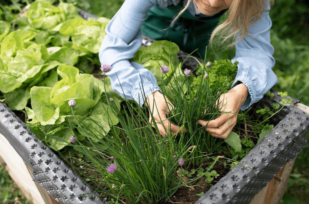 Image of Woman harvesting onion and bean plants from her garden