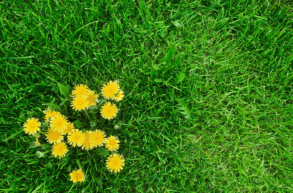 Platt Hill Nursery - dandelion flowers in grass