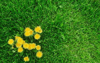 How to Remove Dandelions From Your Lawn For Good