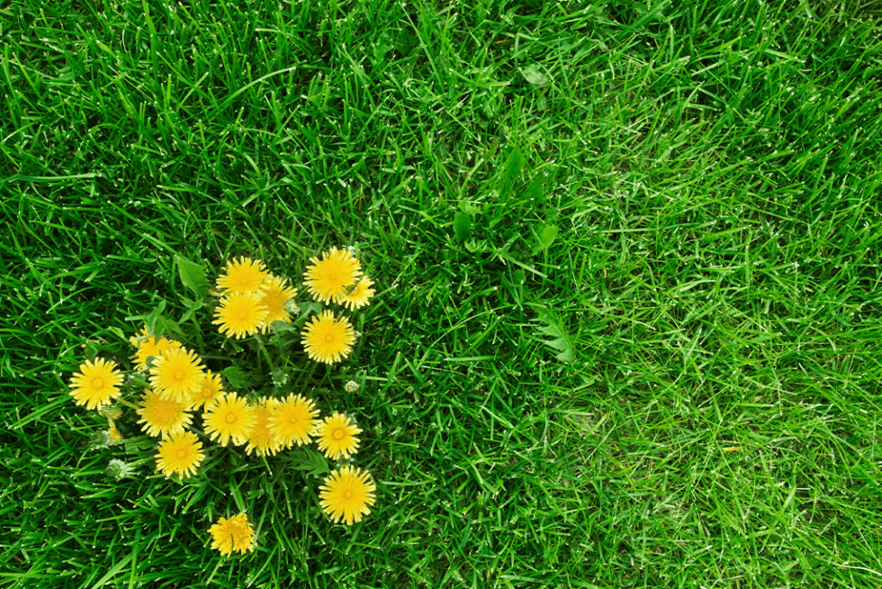 How to Remove Dandelions From Your Lawn For Good Platt Hill Nursery