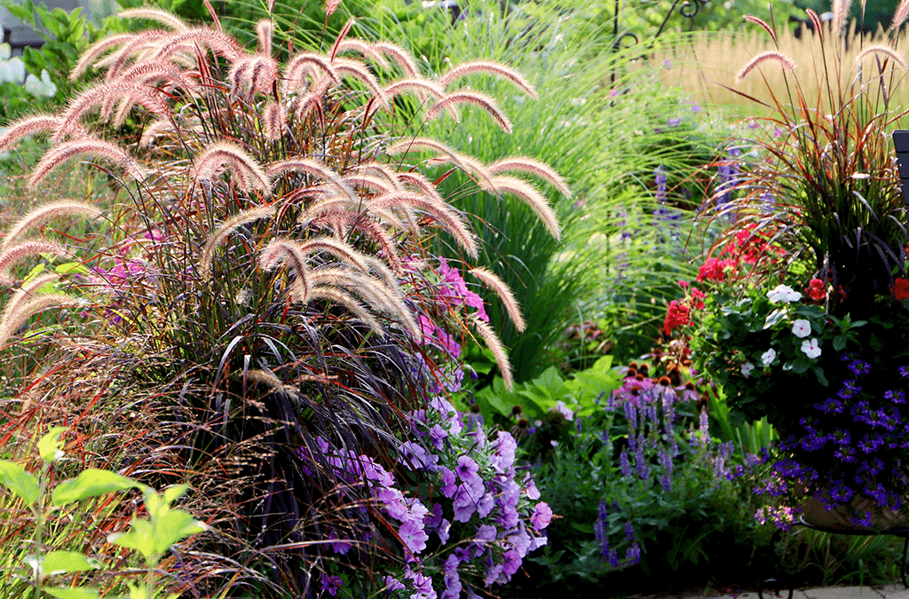 Platt Hill Nursery - Ornamental Grass used in planter as a thriller_