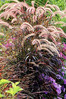 Ornamental Grass
