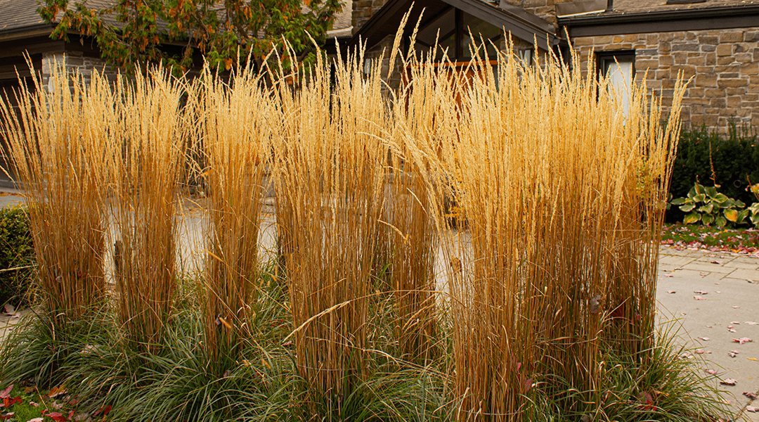 Ornamental Grasses for Zone 5: What Actually Thrives in Northern Illinois