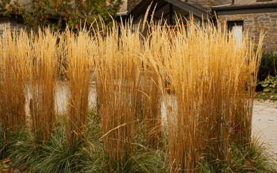 Ornamental Grasses for Zone 5: What Actually Thrives in Northern Illinois