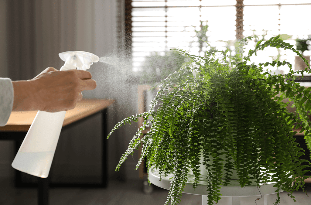 Platt Hill Nursery - person spraying neem oil on fern plant