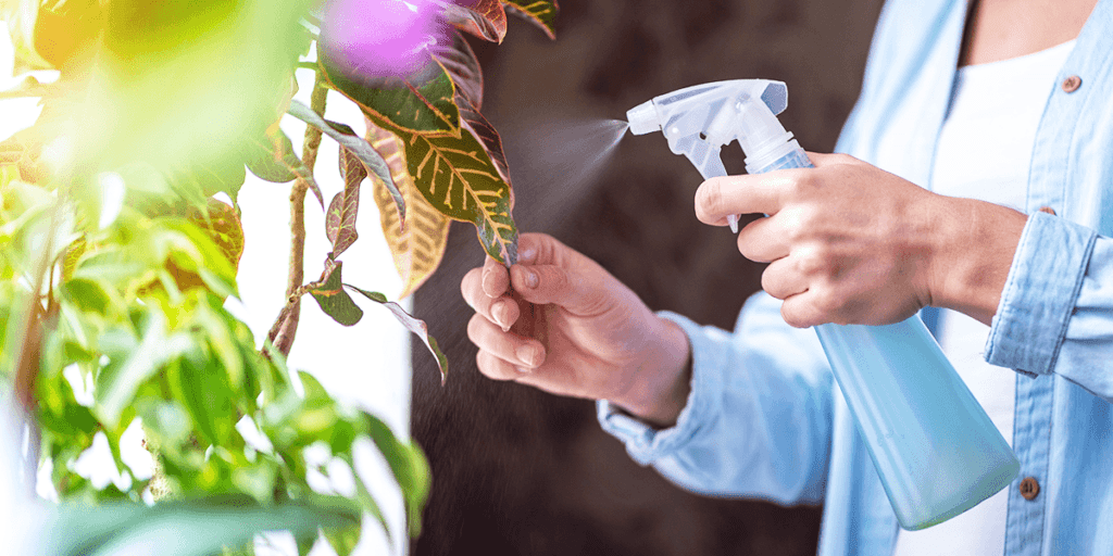 Platt Hill Nursery -spraying houseplant with neem oil solution