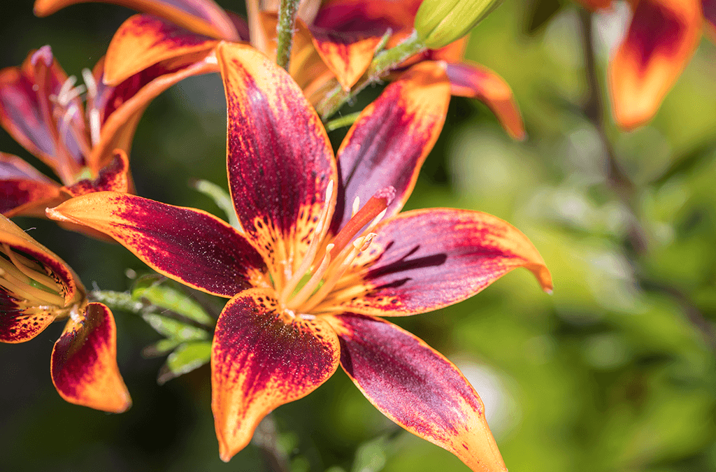 Perennial Lilies for Chicago