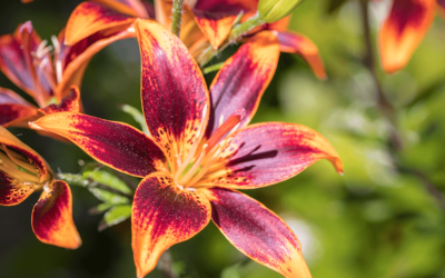 Perennial Lilies for Chicago