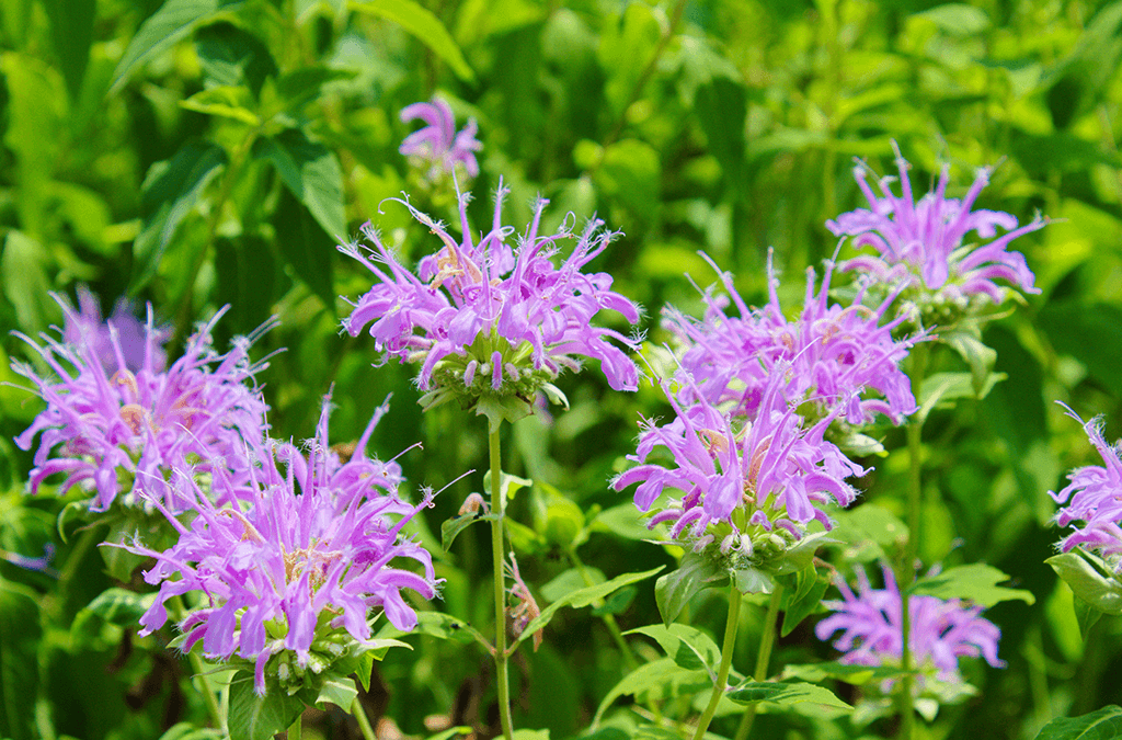 Platt Hill Nursery -bee balm monarda flowers