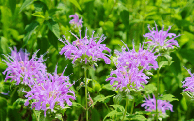 Bee Balm is the Bee’s Knees!