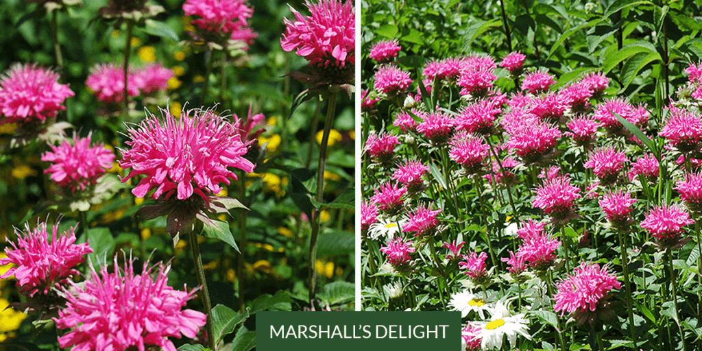 Platt Hill Nursery -growing bee balm - Marshalls delight variety