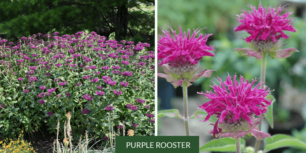 Platt Hill Nursery -growing bee balm - Purple Rooster variety