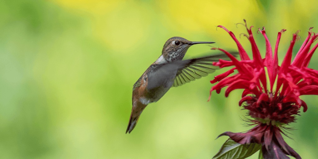 Platt Hill Nursery -growing bee balm - hummingbird on red bee balm flower