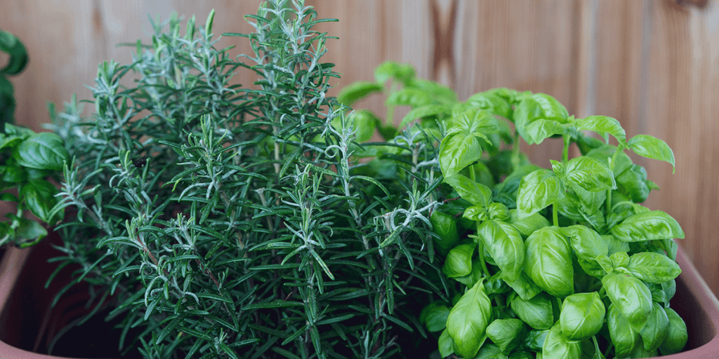 Platt Hill Nursery -plants that repel mosquitoes - basil and rosemary