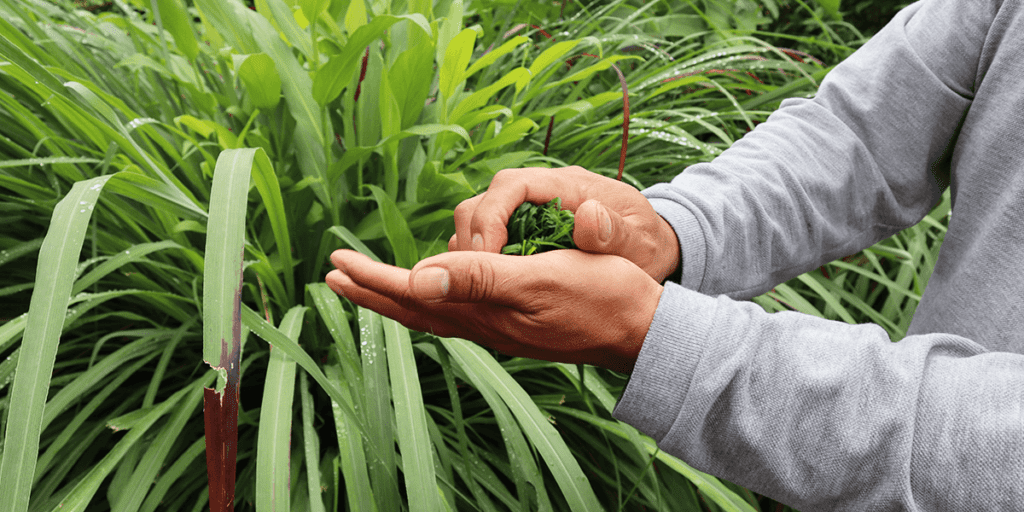 Platt Hill Nursery - plants that repel mosquitoes - lemon grass