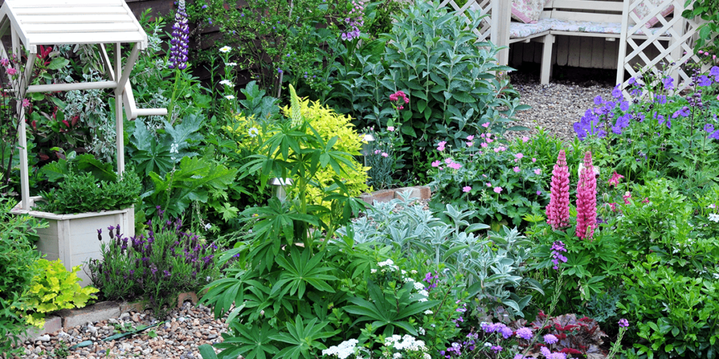 Platt Hill Nursery -styling perennial gardens - lupins in perennial garden