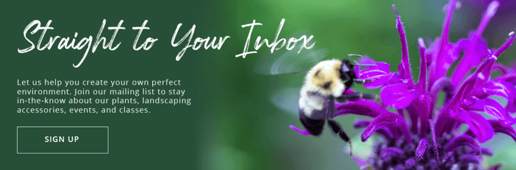 Platt Hill Nursery -subscribe button - bee on monarda flower