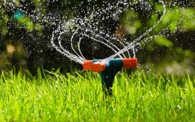 Heat Wave Gardening: Managing Your Landscape