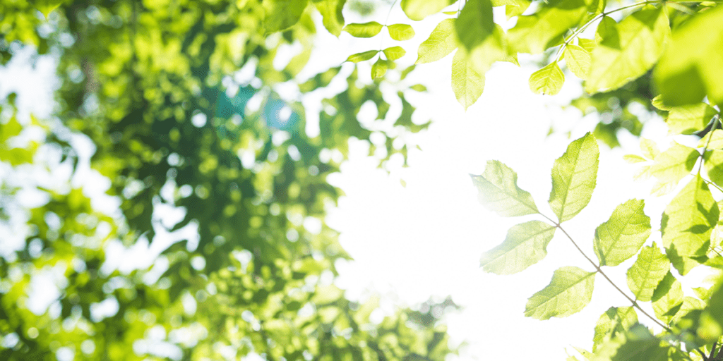 Platt Hill Nursery - Managing Your Landscape in the Heat - sunshine through tree leaves