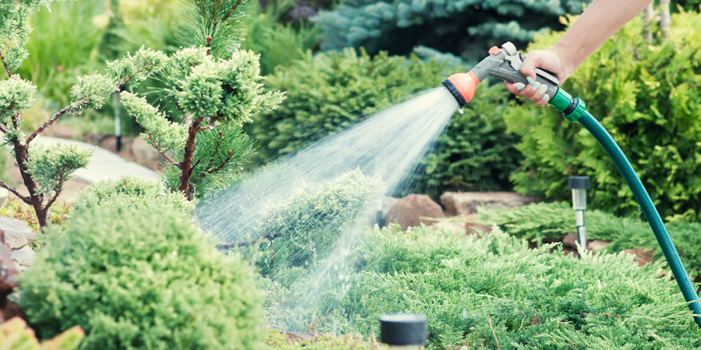 Platt Hill Nursery - Managing Your Landscape in the Heat - watering the garden shrubs