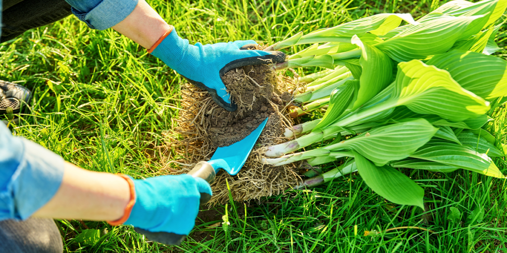 Platt Hill Nursery - Perennial Garden Planning - dividing hosta perennial