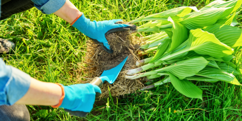 Low-Maintenance Gardening with Perennial Flowers for Non-Stop Color ...